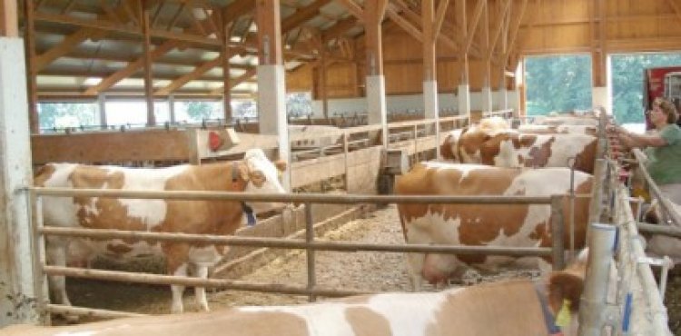 Crescători de vaci mai pot depune cereri pentru obţinerea ajutorului specific